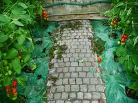 DSC02537.webp