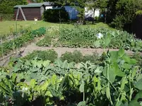 Gemüsegarten.webp