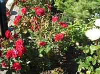 Rose-1.webp