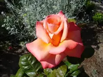Rose.webp
