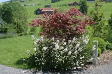 Sommergarten3.webp