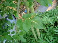 DSC02791.webp