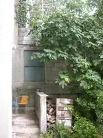 DSCN3100.webp