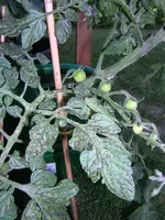 DSCN2116.webp