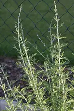 Unbekannte Staude2.webp