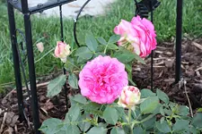 gelbe Kletterrose.webp