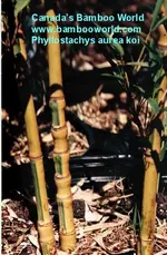 phyllostachys%20aurea%20koi.webp