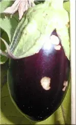 aubergine.webp
