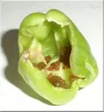 paprika.webp