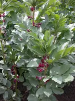 Saubohne.webp