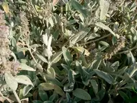 Bild 011.webp