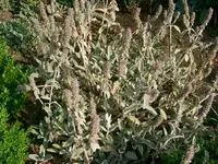 Bild 012.webp