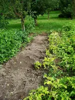 Kartoffelernte 2009.webp