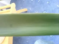 DSC00503.webp