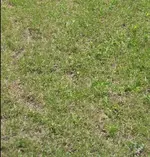 rasen3.webp
