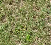 rasen4.webp