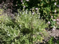 Thymian Juli.webp