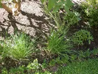 Schnittlauch und Knoblauchgras.webp