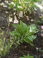 Sauerampfer.webp