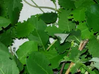 Kopie von DSCN3245.webp