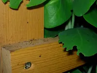 Kopie von DSCN3249.webp