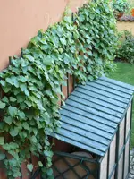 pfeifenwinde.webp