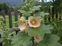 Garten 06-5 094.webp