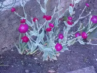 DSC00294.webp