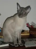 Gismo DSC02321 (2).webp