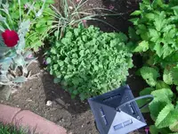 pflanzeunbekannt1.webp