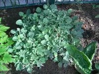 gartenunbekannt2.webp