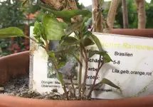 Chili 5 junge Brazil Rainbow 004 unter 1MB.webp