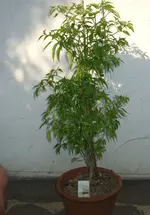 2008-07-05 Tabasco Pepper 006 unter 1MB.webp
