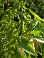 2008-07-05 Tabasco Pepper 002 unter 1MB.webp