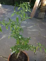 2008-07-05 Bankog Upright 05.webp