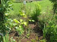 IMG_1810 überwinterte Banane rechts.webp