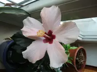 hibiskus rosaa.webp