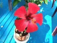 hibiskus rot.webp