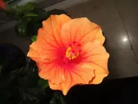hibiskus sunset.webp