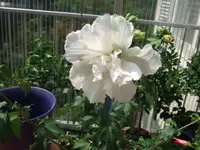 hibiskus weiß1.webp