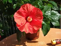 hibiskusorangenass.webp
