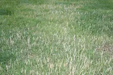 IMG_1627nn.webp