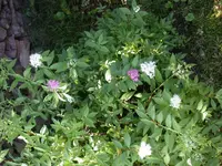 Spirea weiß-rosa.webp