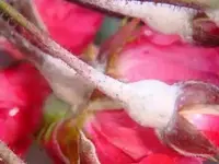 ForumRose.webp
