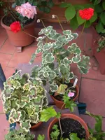 Garten 06-6 001.webp