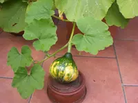 Garten 06-6 005.webp