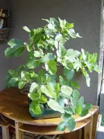 Feige DSC02424 (3).webp