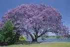 Jacarandabaum.webp