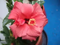 hibiskus rosa.webp