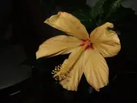 hibiskus schmale blüte.webp
